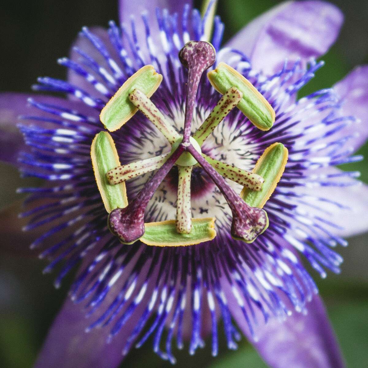 Certified Passionflower
